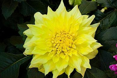 驯养龙的牧场物语《龙之避难所》上架Steam